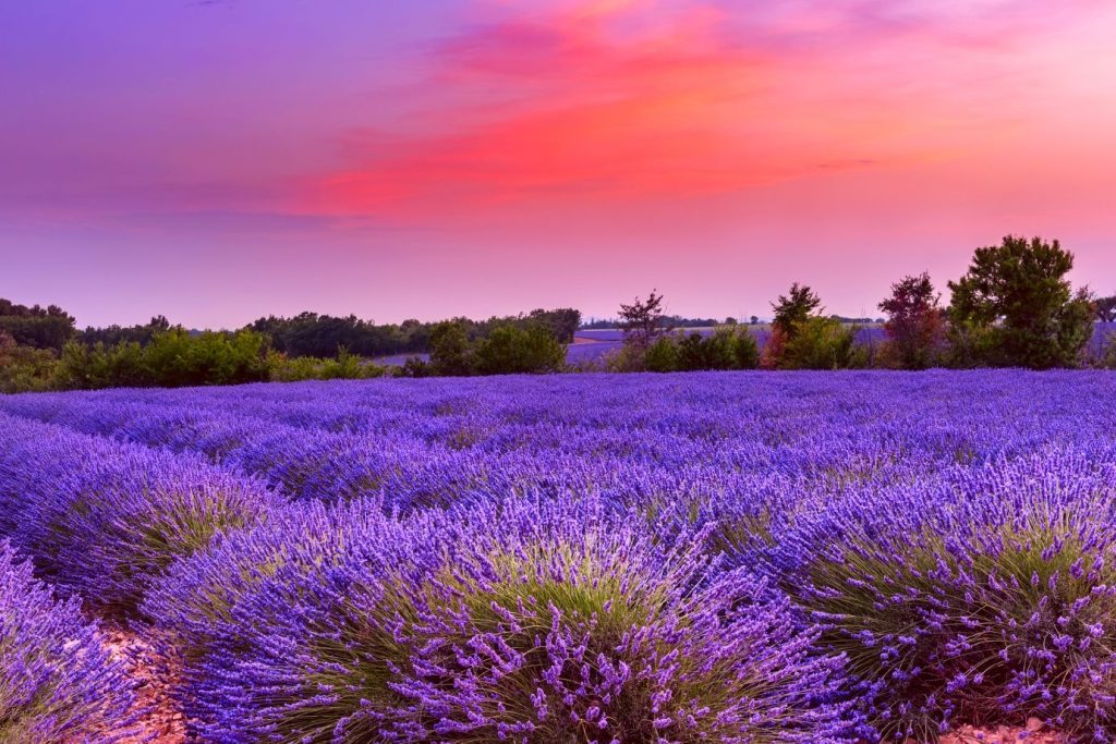 Waarom De Provence Meer Is Dan Alleen Lavendelvelden