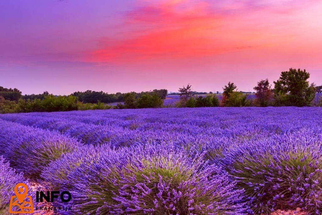 Waarom de Provence meer is dan alleen lavendelvelden